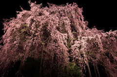 sakura003