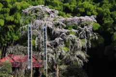 雪村桜0001