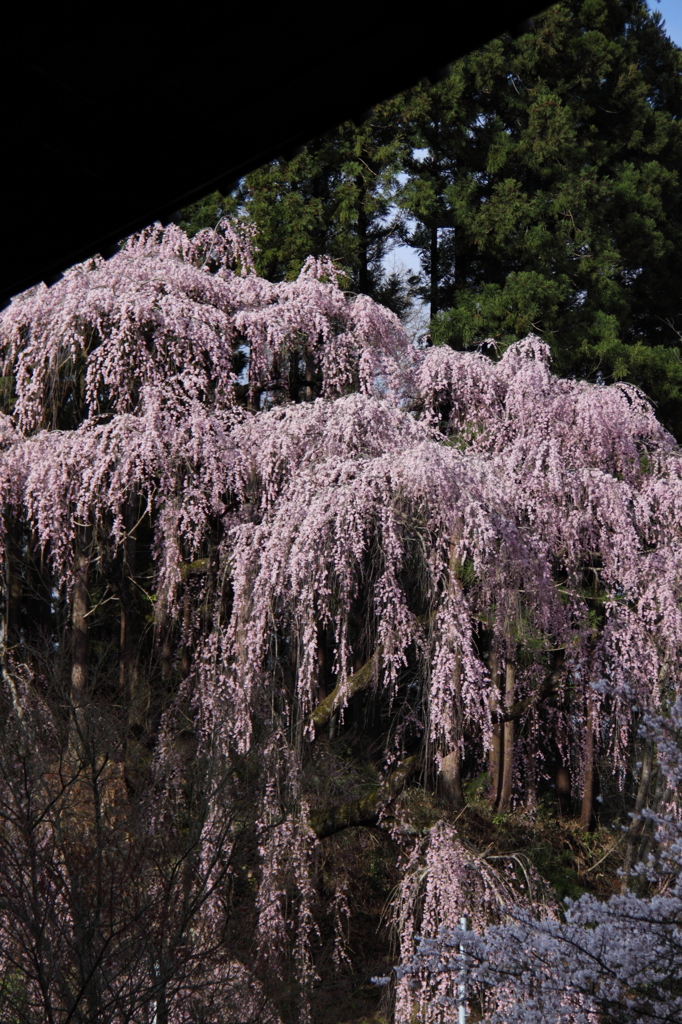 sakura001