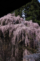 sakura001