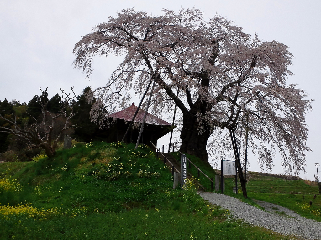 sakura0007