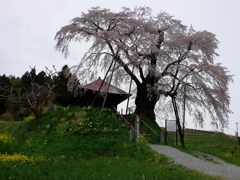 sakura0007