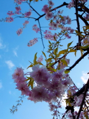 sakura0006