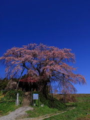 上石の不動桜0005