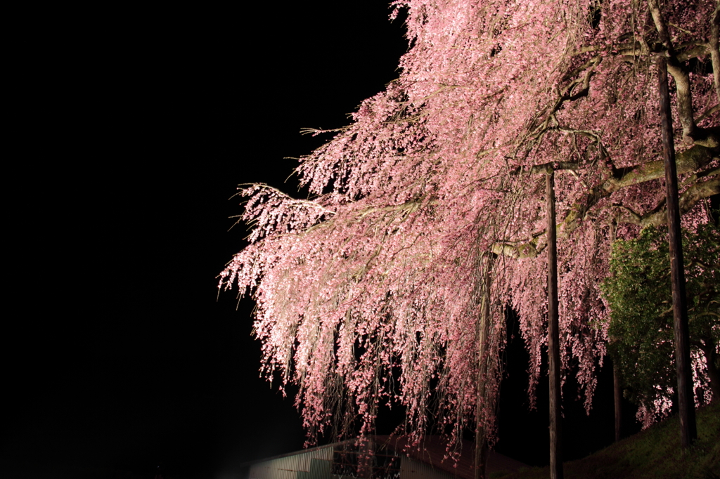 sakura004