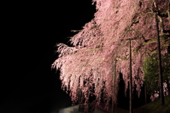 sakura004