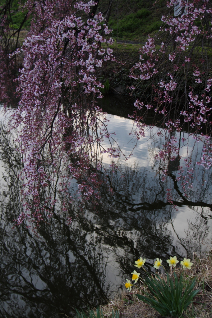 sakura007