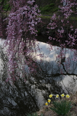 sakura007