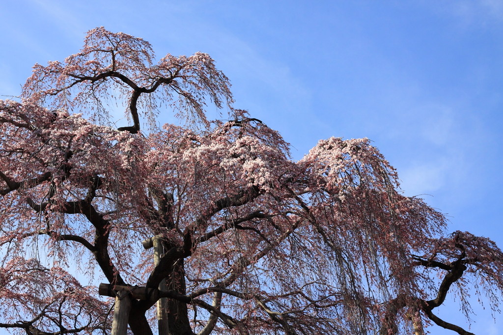 滝桜