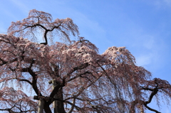 滝桜