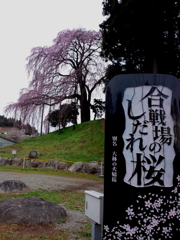 sakura0002