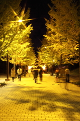 銀杏 (1)