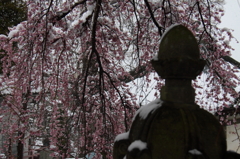 sakura005