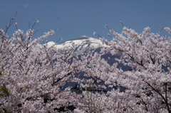 sakura009