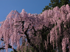 福聚寺の桜0007