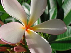 HAWAI11