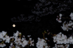 月明かりに照らされて