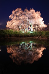 浅井の一本桜