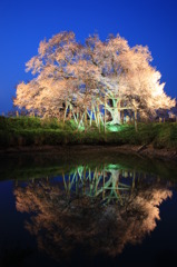 浅井の一本桜