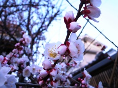 3月、桜2