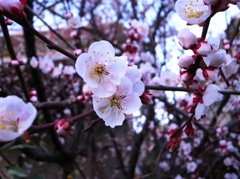 3月、桜