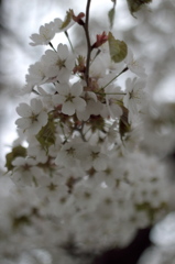 桜咲く(その下で)