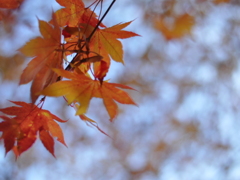 紅葉