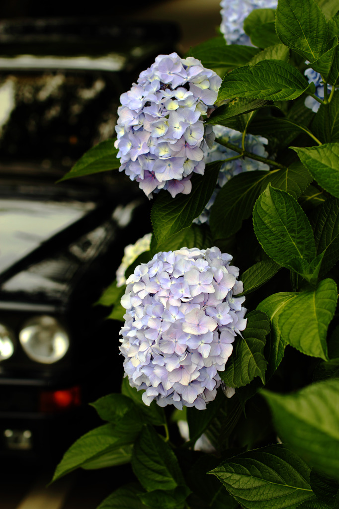 紫陽花とデルタ