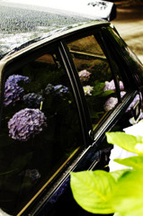 紫陽花とデルタ　
