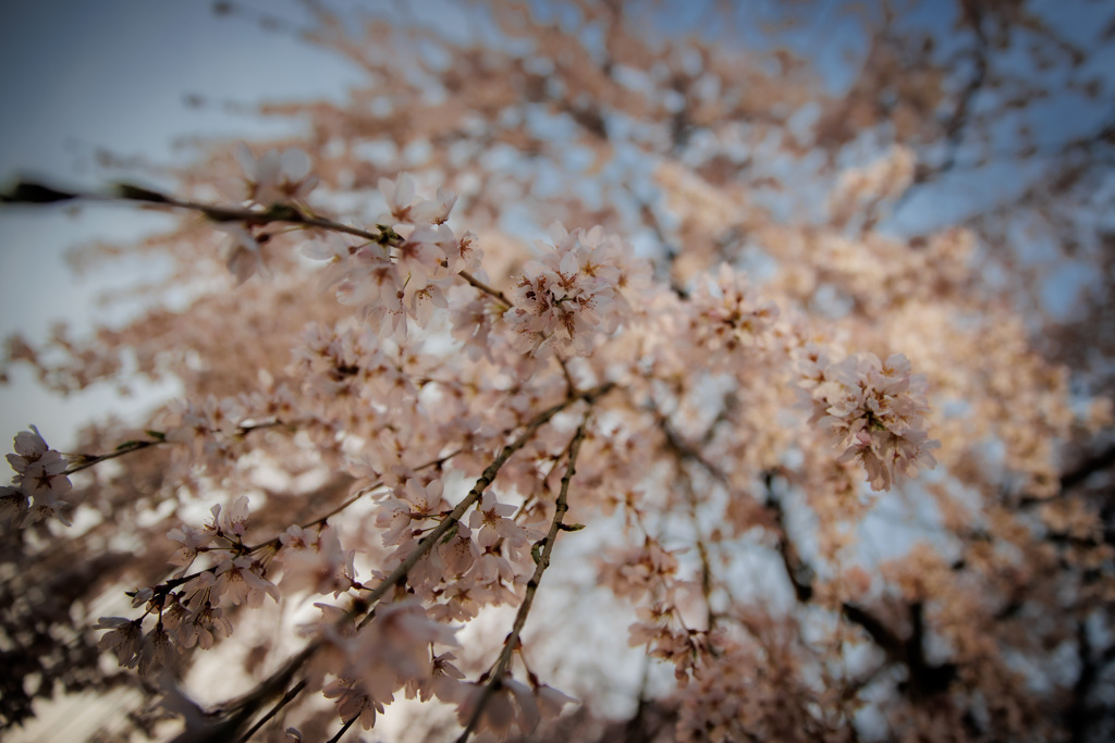 桜
