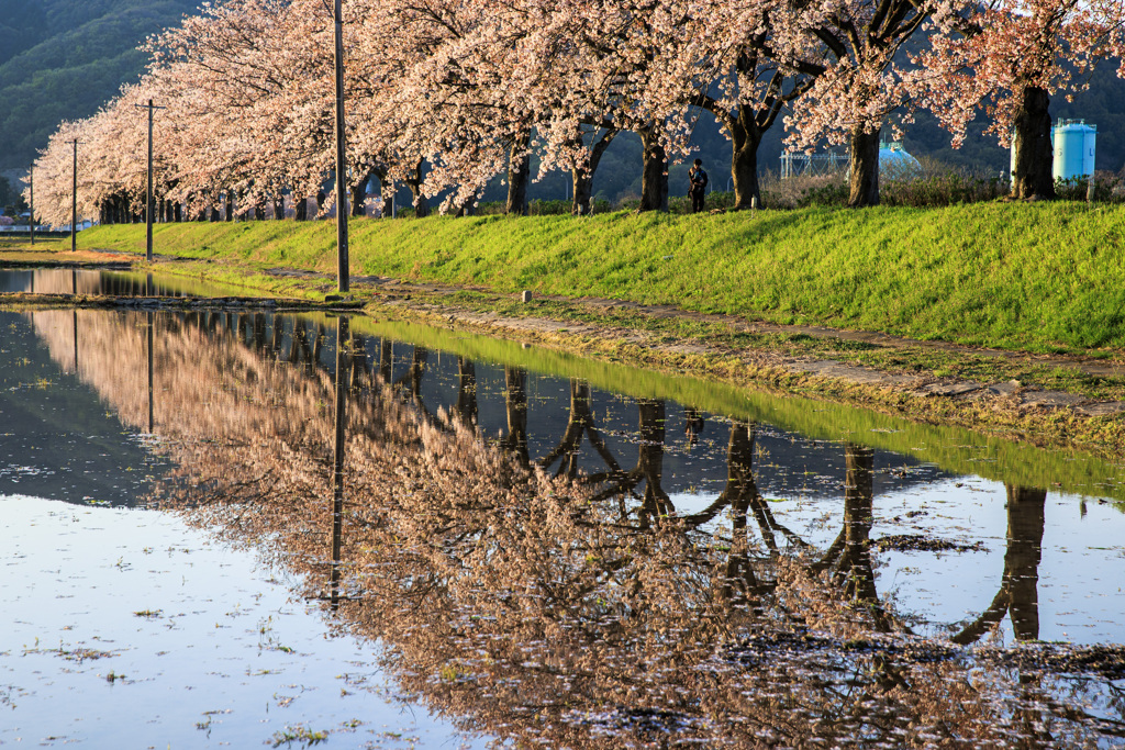 桜