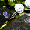 紫陽花とデルタ　
