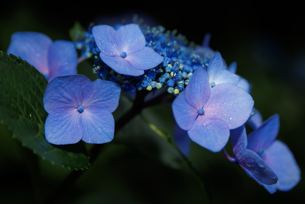 紫陽花