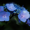 紫陽花