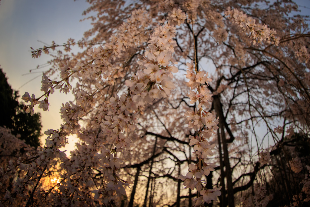 桜