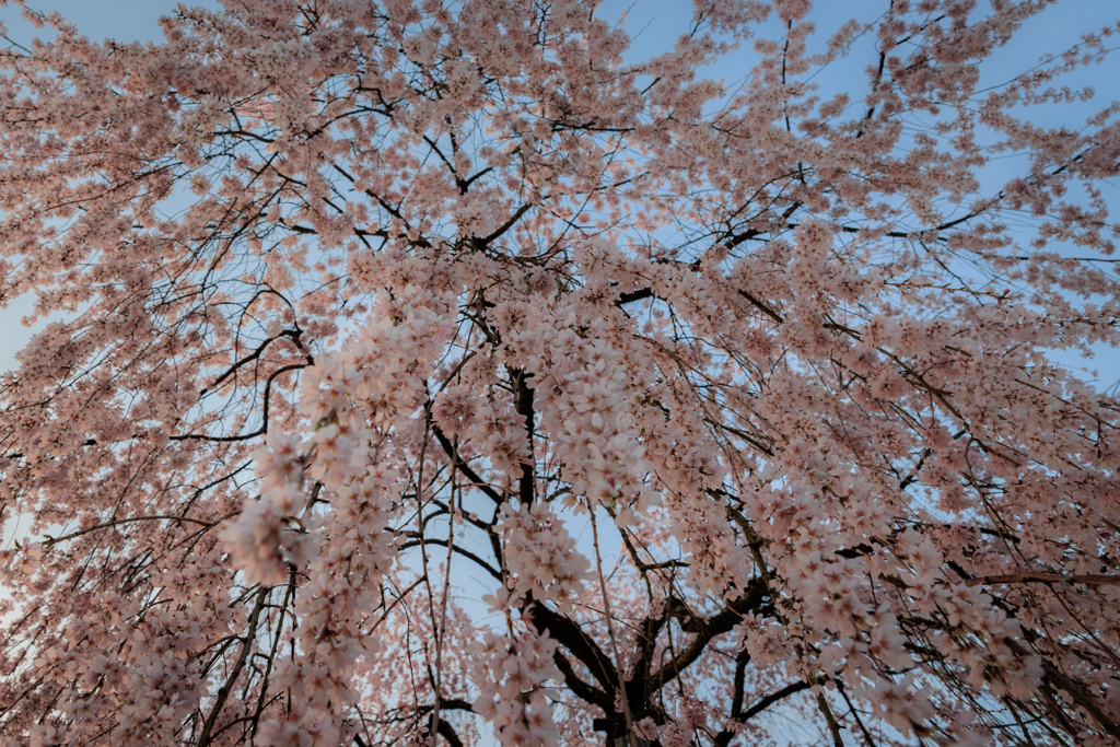 桜