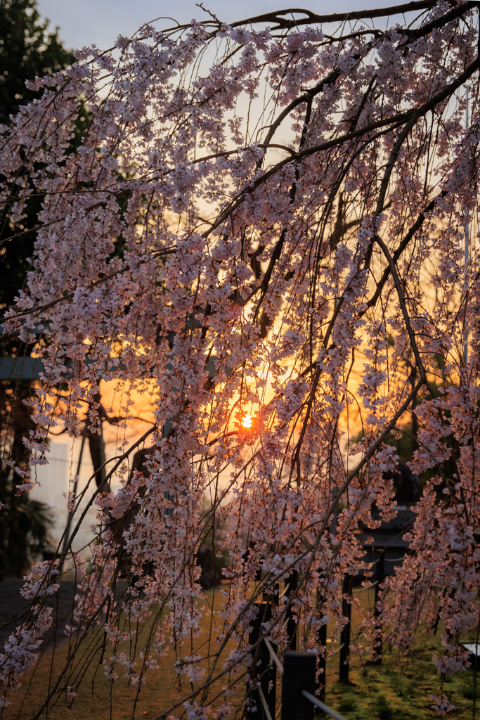 桜