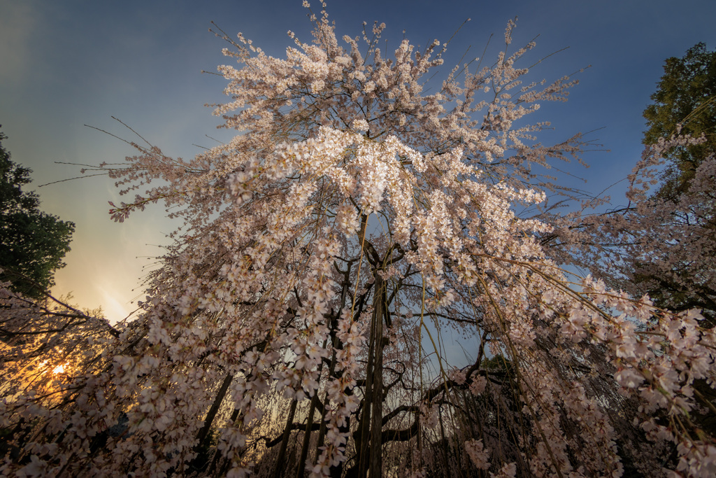 桜