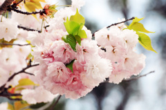 八重桜