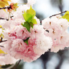 八重桜