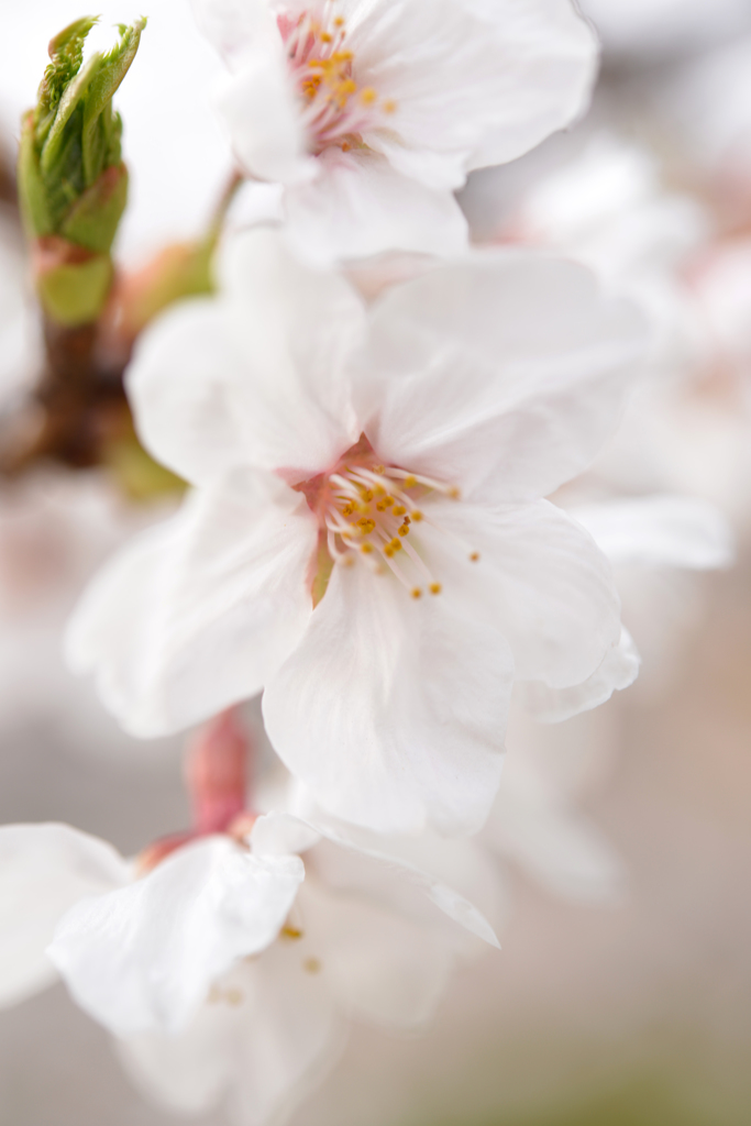 桜　2013