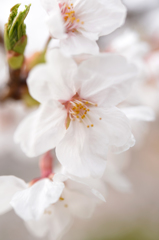 桜　2013