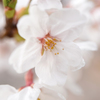 桜　2013