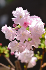 桜盆栽はじめました