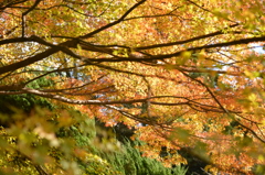 紅葉　其の二