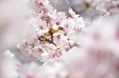 桜　2011