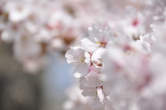 桜　2011