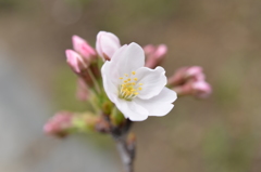 染井吉野