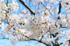 cherry blossoms