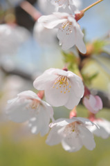 桜　2011